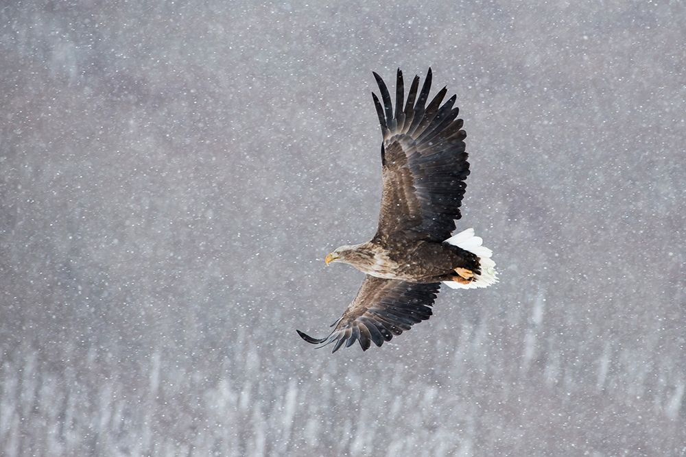 Japan-Hokkaido-Kushiro Portrait of a white-tailed eagle in flight during a snow squall art print by Ellen Goff for $57.95 CAD